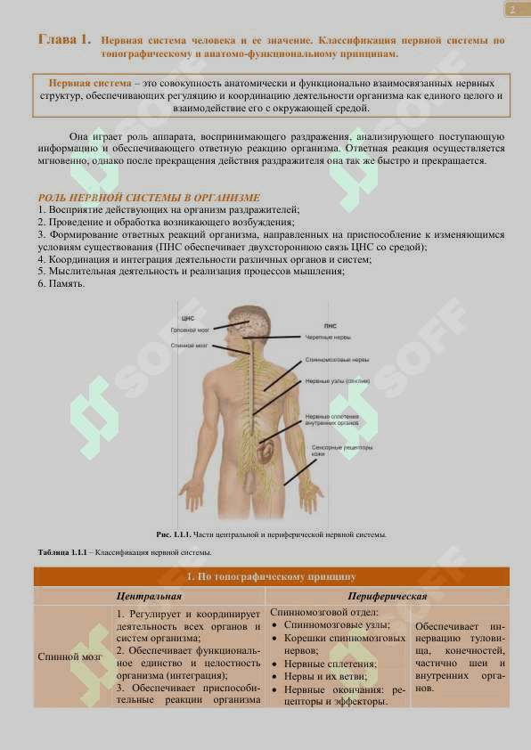 Нервная система 2