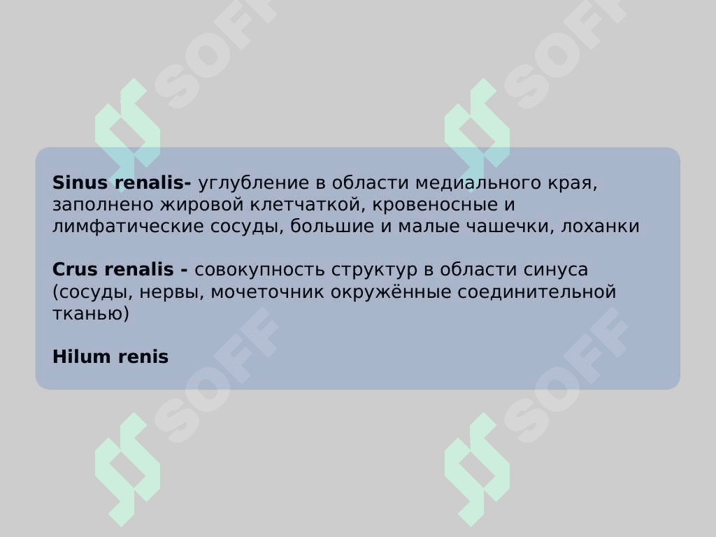 Мочевиделительная система 7
