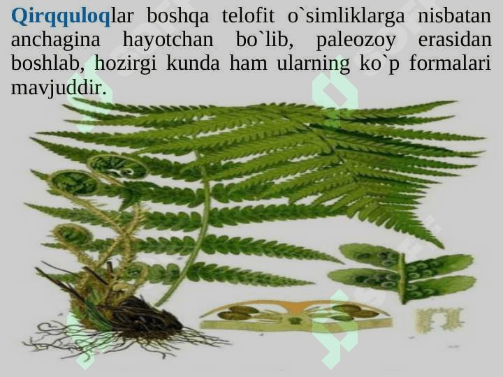 Qirqquloqtoifa bо`limi Polypodiophyta 3