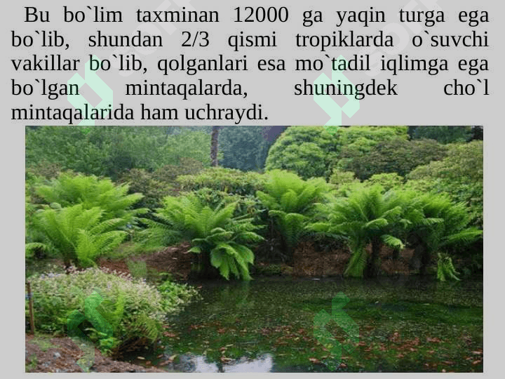 Qirqquloqtoifa bо`limi Polypodiophyta 4