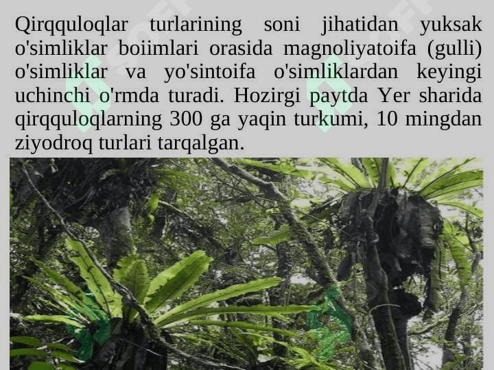 Qirqquloqtoifa bо`limi Polypodiophyta 7