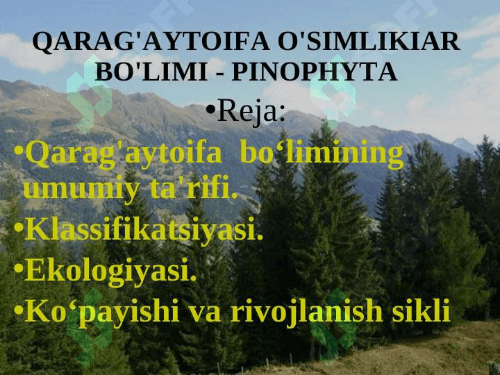 QARAG'AYTOIFA O'SIMLIKIAR BO'LIMI - PINOPHYTA 2