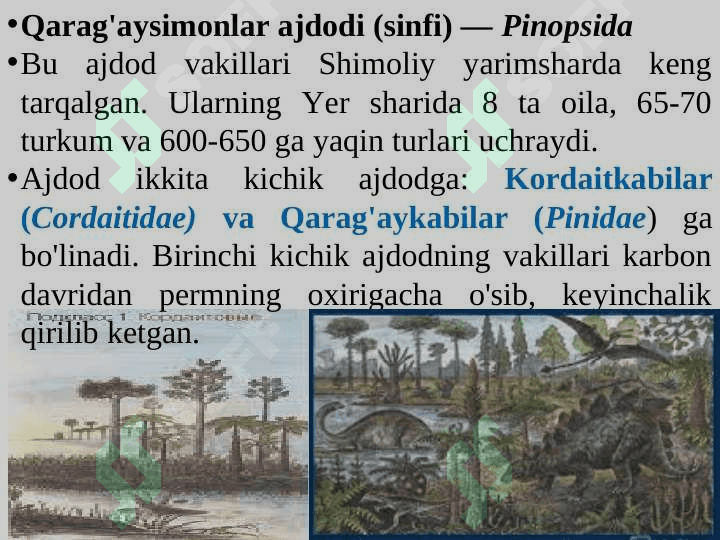 QARAG‘AYSIMONLAR (PINOPSIDA)  AJDODI 3
