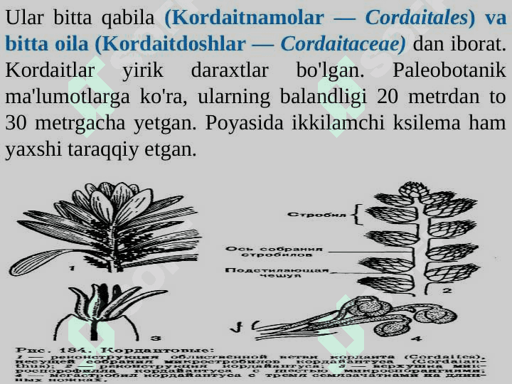 QARAG‘AYSIMONLAR (PINOPSIDA)  AJDODI 5