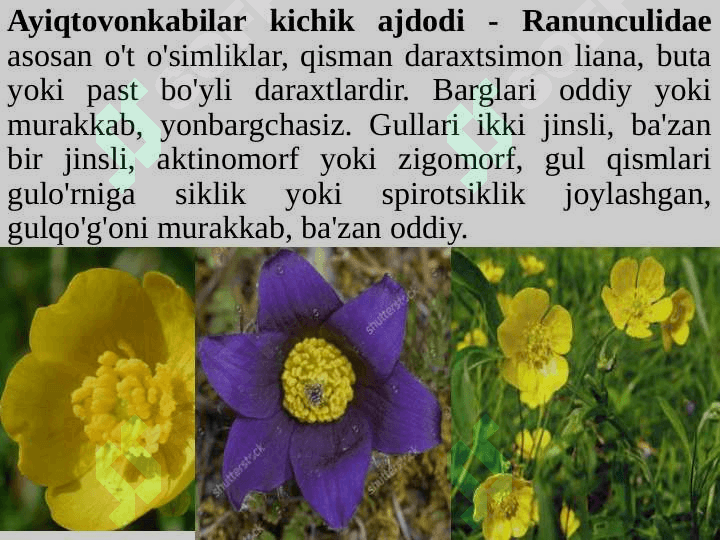 Ayiqtovonkabilar kichik ajdodi — Ranunculidae. 5