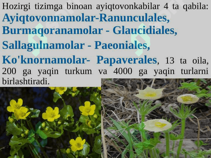Ayiqtovonkabilar kichik ajdodi — Ranunculidae. 8