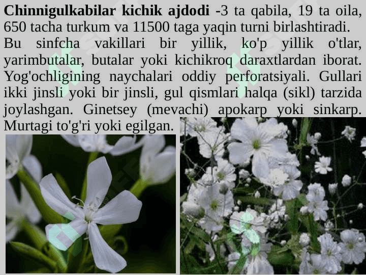 Chinnigulkabilar kichik ajdodi — Caryophyllidae 3