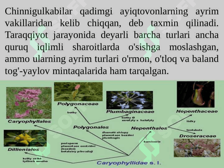 Chinnigulkabilar kichik ajdodi — Caryophyllidae 4