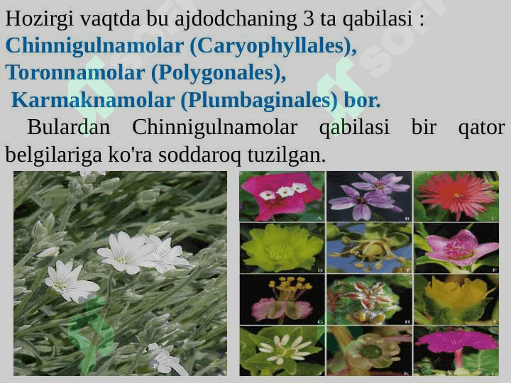 Chinnigulkabilar kichik ajdodi — Caryophyllidae 5