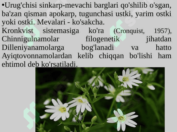 Chinnigulkabilar kichik ajdodi — Caryophyllidae 7