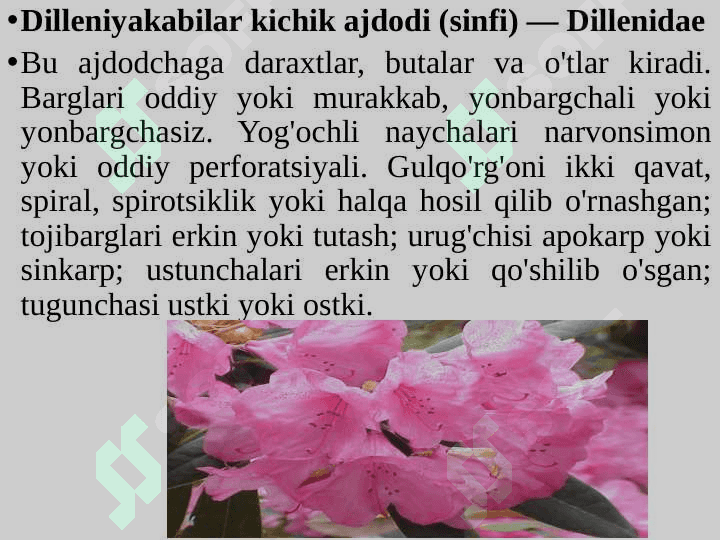DILLENIYAKABILAR KICHIK AJDODI — DILLENIDAE 5