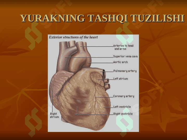 Yurak anatomiyasi 7