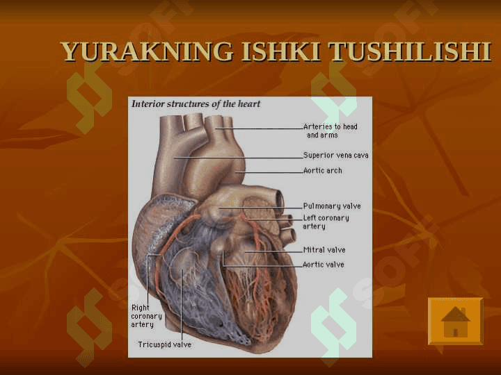Yurak anatomiyasi 8