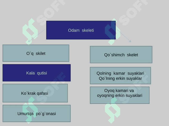 Qo`l -oyoq suyaklari 2