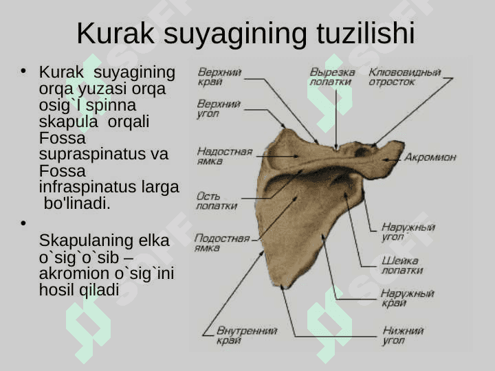 Qo`l -oyoq suyaklari 5
