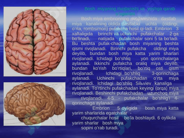 Bosh miya bo’laklarini tuzilishi 3