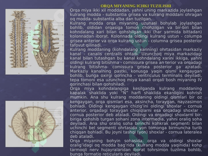 Orqa miyaning tuzilishi 4