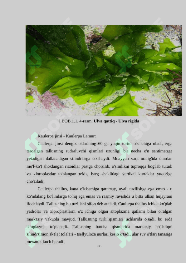 XARA SUVO'TLARINING SISTEMATIKASI VA TARQALISHI 8