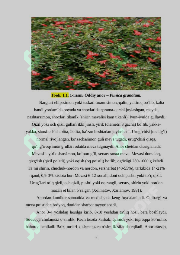 ANORDOSHLAR (PUNICACEAE) OILASINING TASNIFI. ANORDOSHLARNING (PUNICACEAE) TABIATDA VA INSON HAYOTIDAGI  AHAMIYATI. ANOR O’SIMLIGINING DORIVOR XUSUSIYATI 5