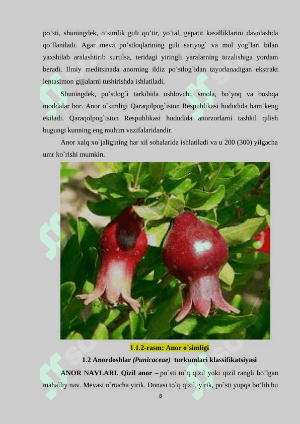 ANORDOSHLAR (PUNICACEAE) OILASINING TASNIFI. ANORDOSHLARNING (PUNICACEAE) TABIATDA VA INSON HAYOTIDAGI  AHAMIYATI. ANOR O’SIMLIGINING DORIVOR XUSUSIYATI 8