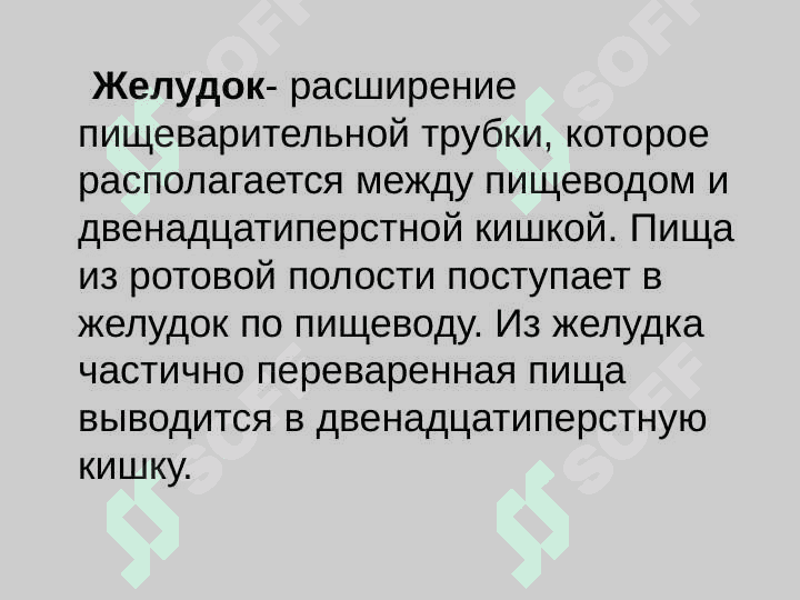 Желудок 2