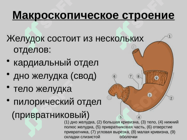 Желудок 3