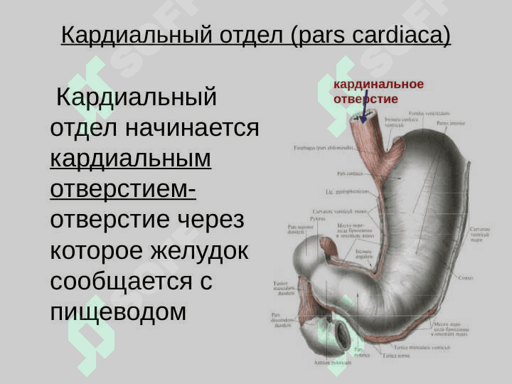 Желудок 4
