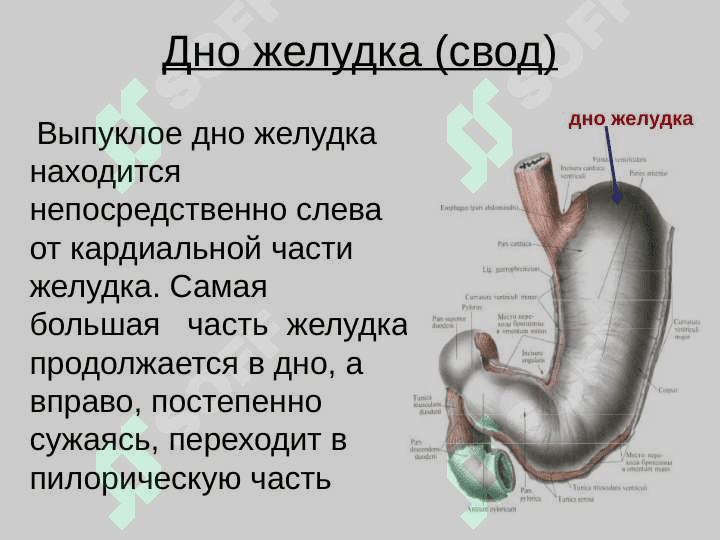 Желудок 5