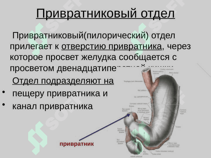 Желудок 6