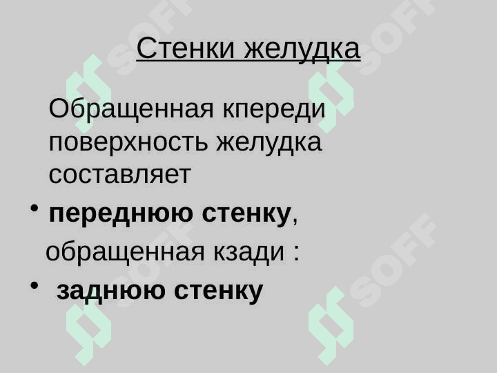 Желудок 7