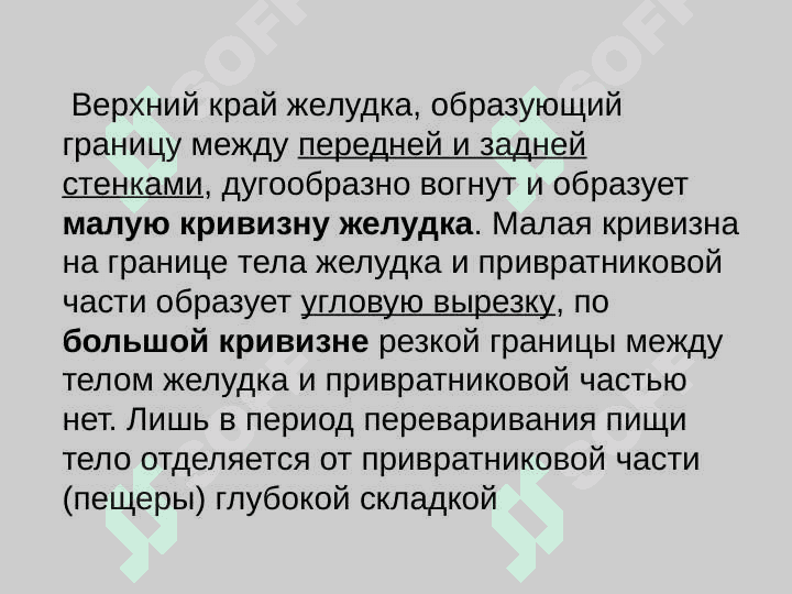 Желудок 8