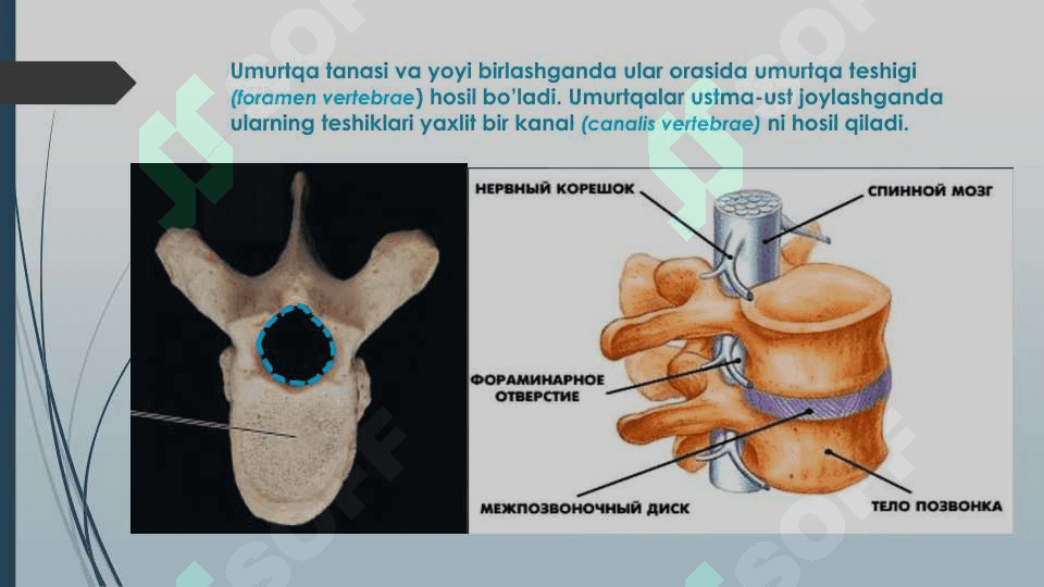 Umurtqalar (vertebrae) klassifikatsiyasi 5