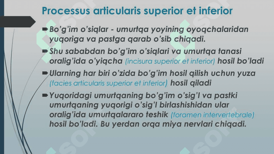 Umurtqalar (vertebrae) klassifikatsiyasi 8