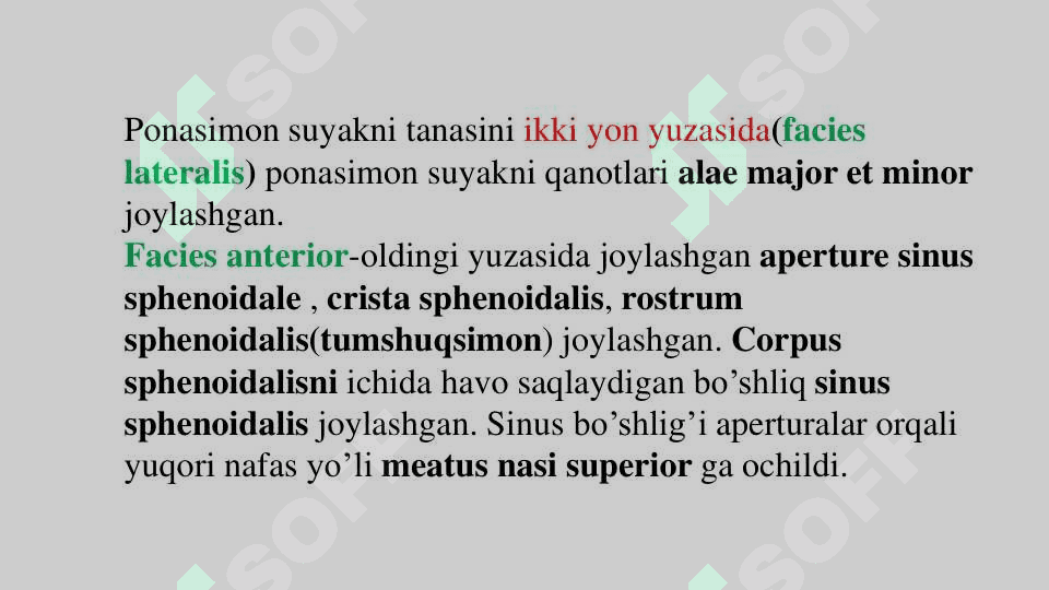 Ponasimon suyak 3