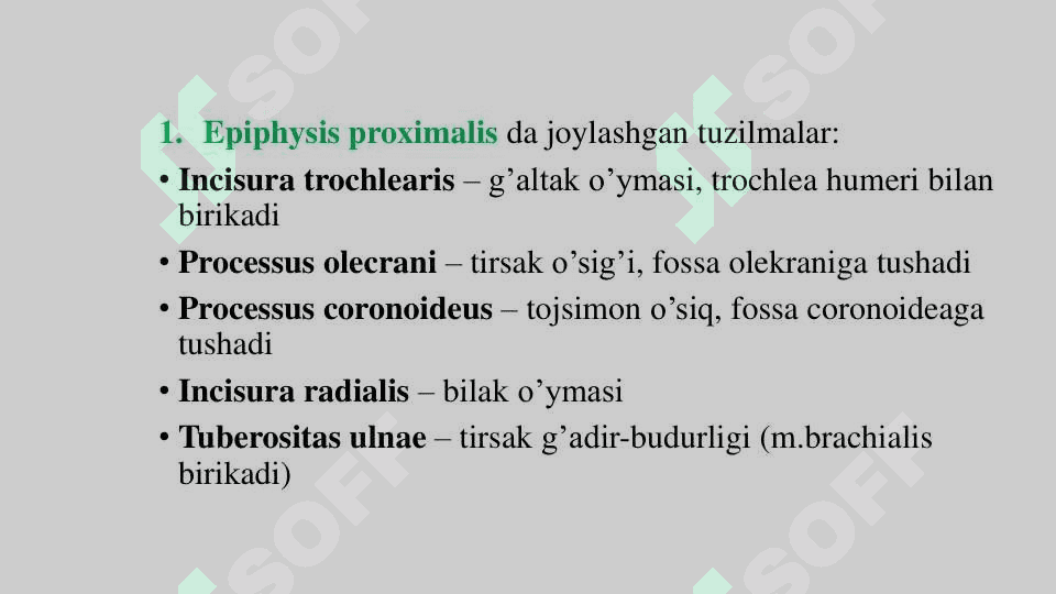 Tirsak suyagi –os ulna 2
