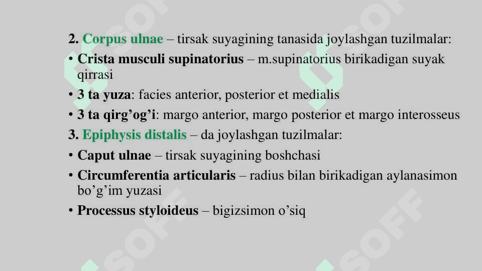 Tirsak suyagi –os ulna 3