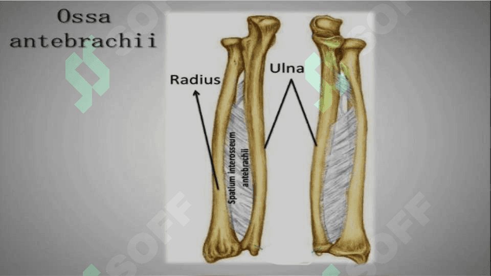 Tirsak suyagi –os ulna 4
