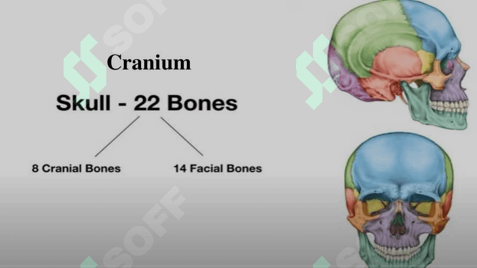 Kalla skeleti 4