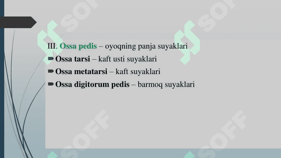 Oyoq suyaklari 3