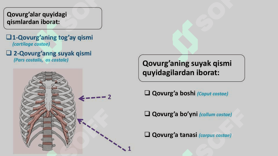 Qovurg'alar 2