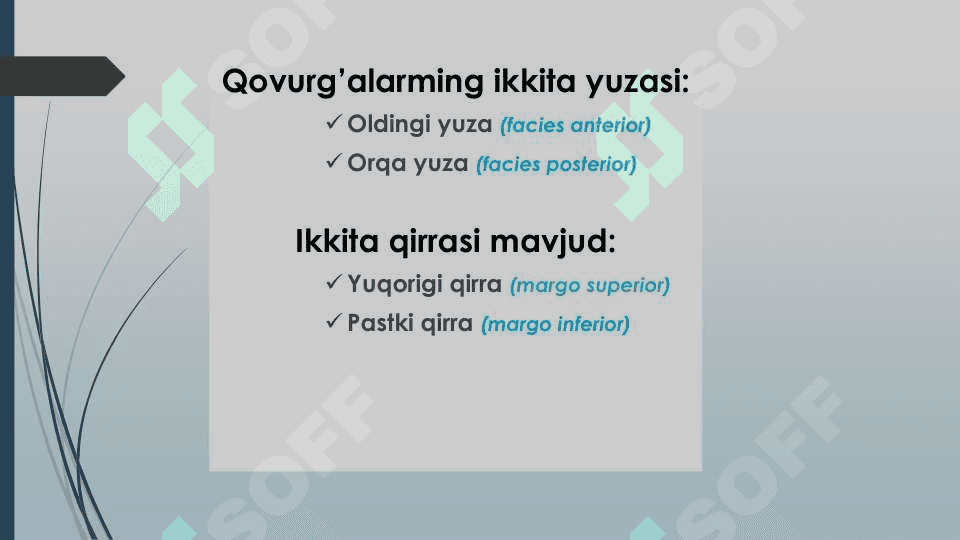 Qovurg'alar 4