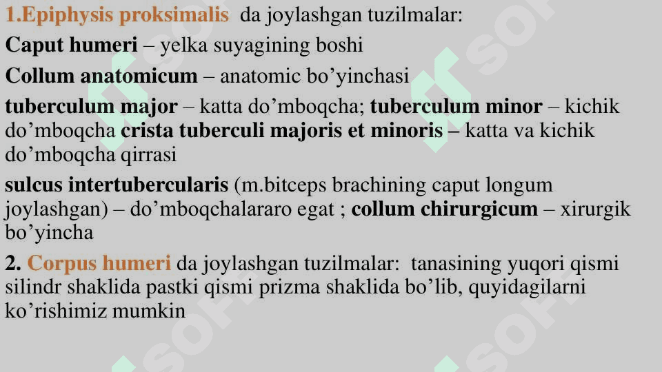 Yelka suyagi - os humerus 2