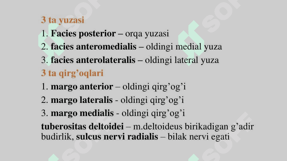 Yelka suyagi - os humerus 3
