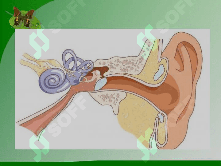 Quloq anomaliyalari 4
