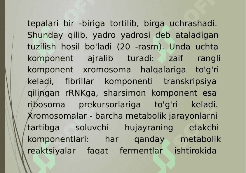 8-mavzu: Xromosoma. Xromosomalarning molekulyar tuzilishi. 6