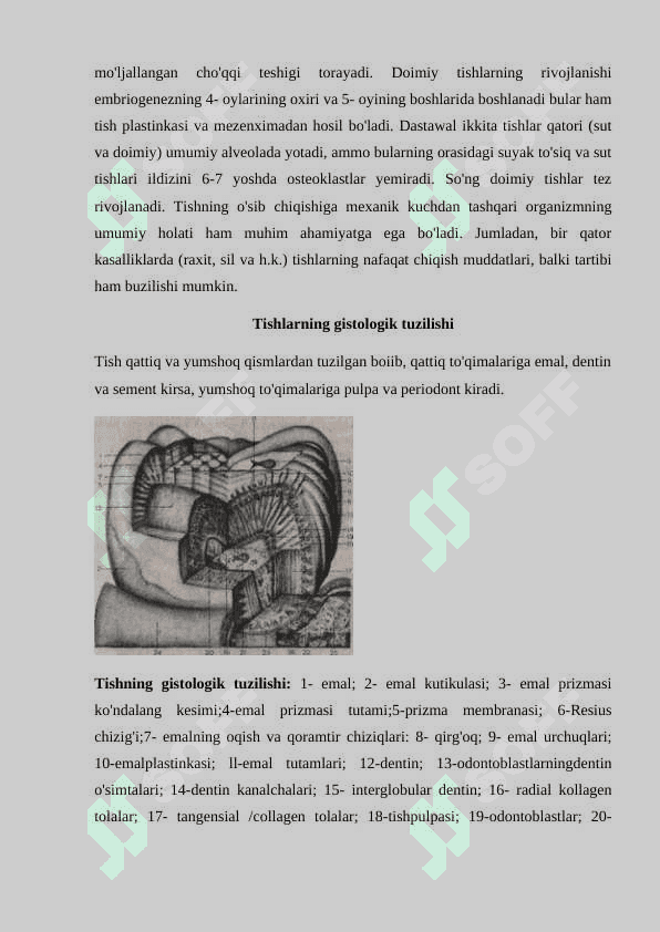 Doimiy tishlovdagi  frontal guruh  tishlarining tuzulishi 5