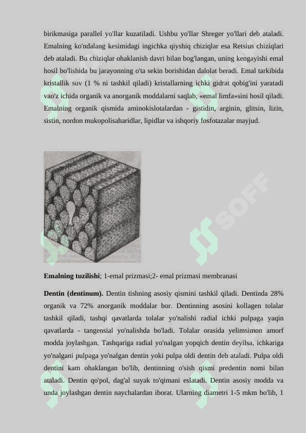 Doimiy tishlovdagi  frontal guruh  tishlarining tuzulishi 7