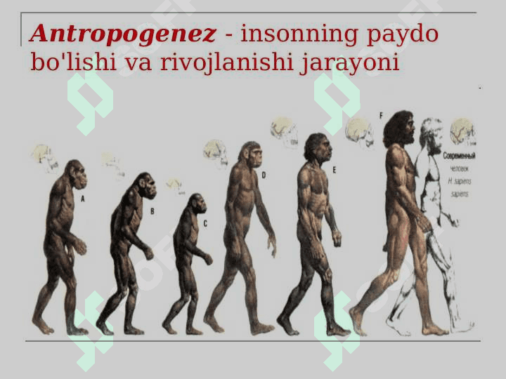 Ilk ibtidoiy urug‘ jamoasi davri 3