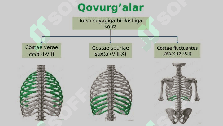 Qovurg'alar 3