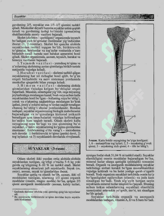 Atlas Odam Anatomiyasi 6